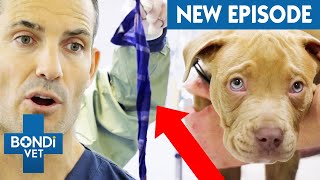 Entire Towel Extracted From Agonizing Puppy's Tummy  CTC S6E5 | Bondi Vet Full Episodes