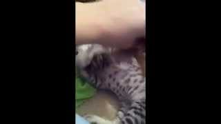 Cute Egyptian Mau Kitten Plays and Rolls by MyEgyptianMau 484 views 10 years ago 1 minute, 14 seconds