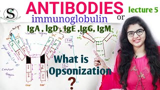 Antibodies Structure and function / Antigen and Antibodies / Immunoglobulins