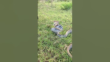 Cobra Raises Hood in Striking Defense Pose on Open Field #shorts #snake #snacks #wildlife #ytshorts