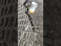 킹코브라는 이 광활한 지역 어디에나 서식합니다. #킹코브라#snake