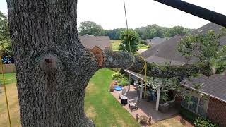 6.5’ diameter red oak solo tree removal | how I do it
