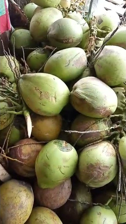 minum es kelapa muda