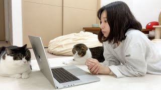 猫のかまってアピールが激しすぎるので床で会議したら最高な空間になりましたw