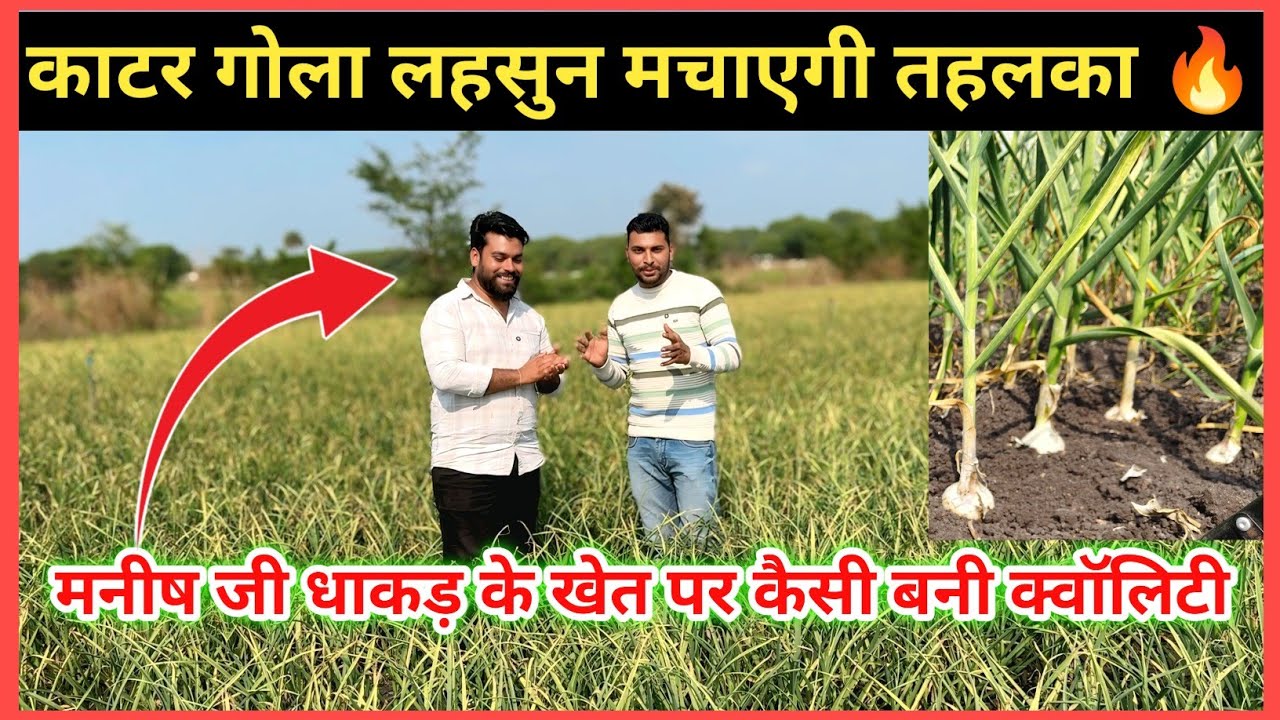 लहसुन की ऐसी क्वालिटी कहीं नहीं देखी! मनीष जी धाकड़ के खेत की 'काटर गोला' लहसुन|| Katar Gola Garlic 