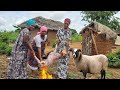 Lamb meat recipe  cooking most appetizing delicious village food  african village life