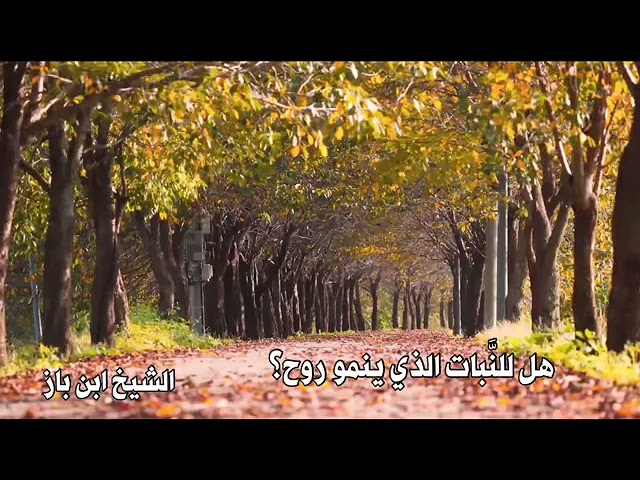 الشيخ ابن باز : هل للنَّبات الذي ينمو روح ؟