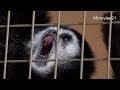 シロテテナガザルの鳴き声 White Banded Gibbon Crying シロテテナガザルの鳴き声 White Banded Gibbon Crying