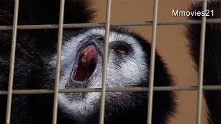 シロテテナガザルの鳴き声~White-banded Gibbon crying