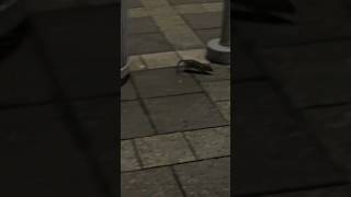 Rats running over my shoes in NYC