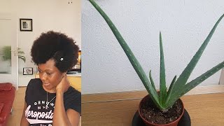 Diy Aloe Vera, Shea butter + Avocado Mask For Repairing Damaged and Dry Hair