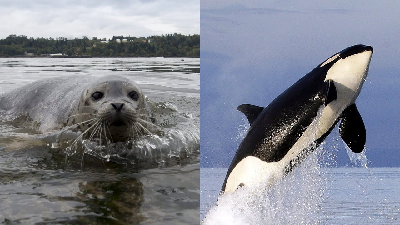 Could killing seals and sea lions help save whales? - YouTube