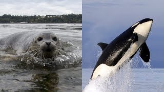 Could killing seals and sea lions help save whales?