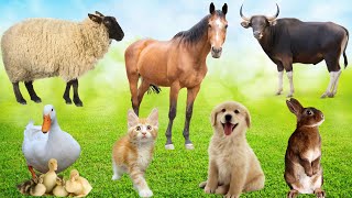 Cute Farm Animals: Rabbit, Cat, Duck, Dog, Pig, Sheep,...