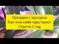 Фаленопсисы с мусорки/Почему-то всегда тот кто обречён выживает и старается отблагодарить