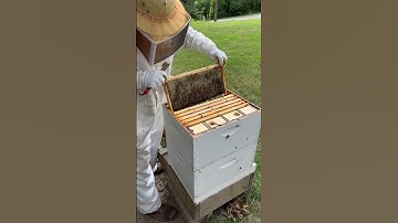 🐝 Checkerboarding our honey bee frames 🐝 #farming #homestead