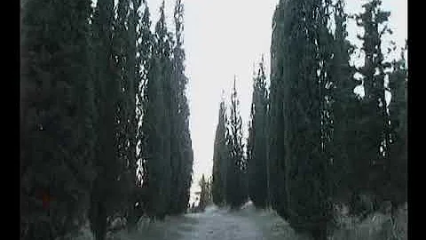 The Forest  Performance/film by Harriet Hedden 2004