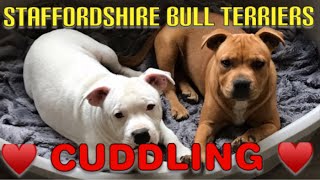 Dogs Staffordshire Bull Terrier In Love