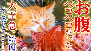 お腹が空いていた野良猫へ大至急餌を与えた。するとその瞬間・・・