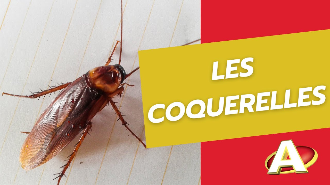 Vidéo : Extermination de coquerelles