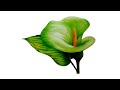 Draw an arum lily with deotima