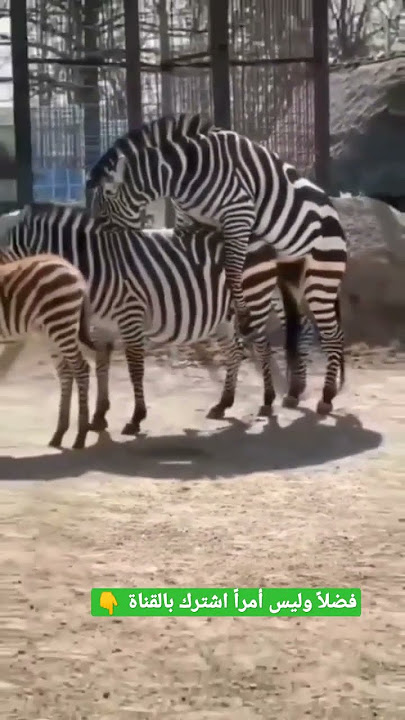 تزاوج الحمار الوحشي