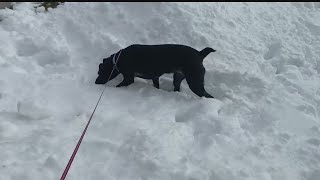 Mahoning County Dog Warden Dianne Fry in Youngstown Ohio offers advice on how to keep dogs safe fr