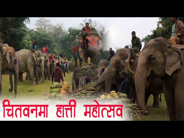 चितवनमा हात्ती महोत्सव, हेर्न दर्शकको ओइरो! Chitwan Elephant Festival