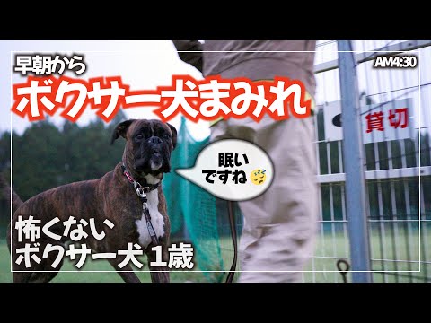【早起きは三文の徳】日の出からドッグランを駆け回るボクサー犬