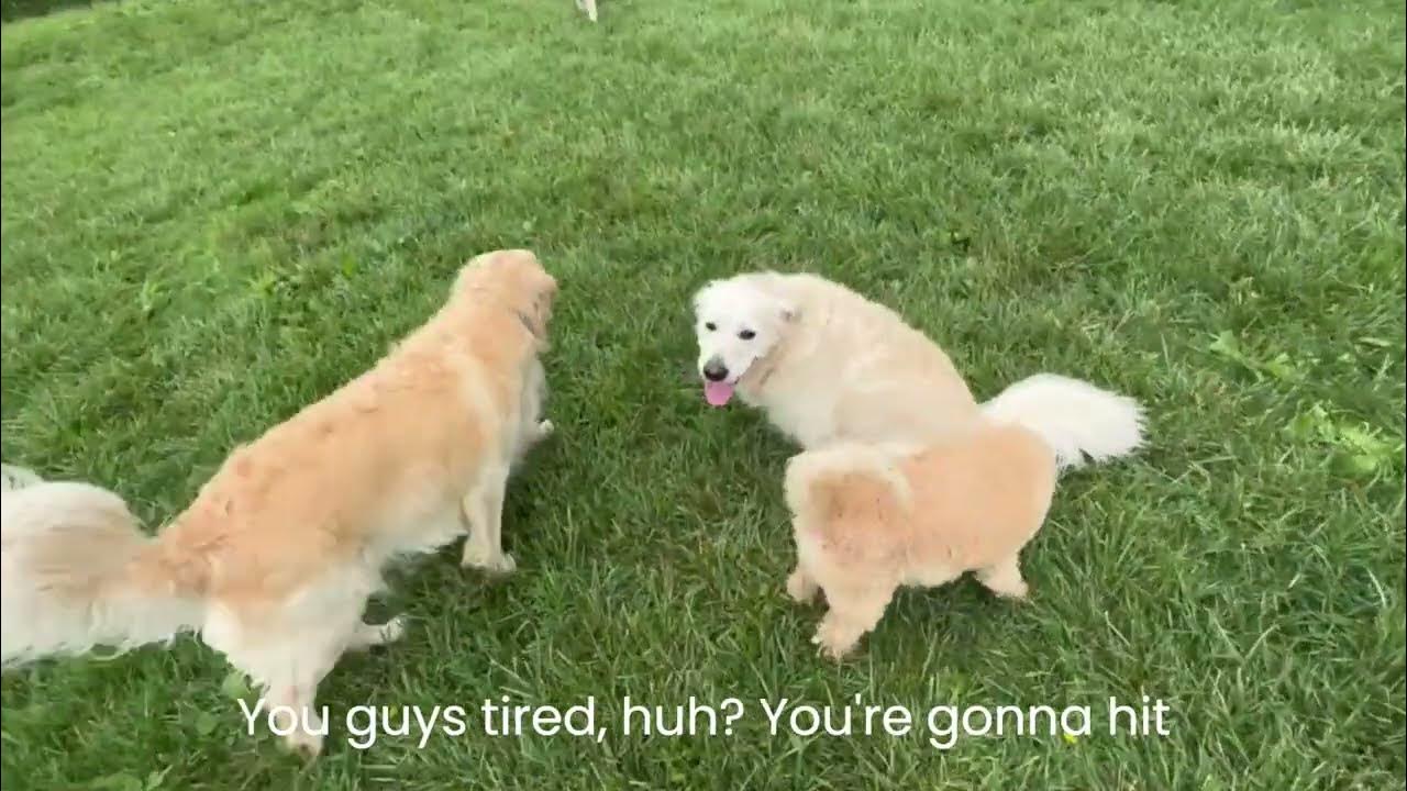 The Secret to Why Dogs Go Crazy for Camp Abby Dabby Doodles YouTube