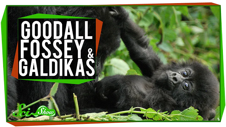 Goodall, Fossey & Galdikas: Great Minds