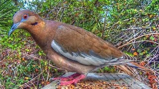 White Winged Dove - Extreme Close Up