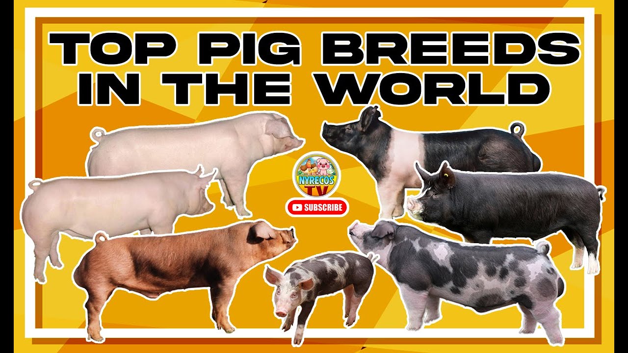 TOP PIG BREEDS IN THE WORLD YouTube
