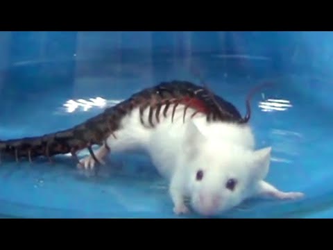 Terrifying Animals With the WORST Venom