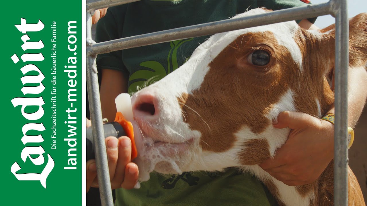 Gesündere Kälber | landwirt-media.com