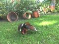 Luis Lozada El Cubiro El Guayabo De Un Gallero