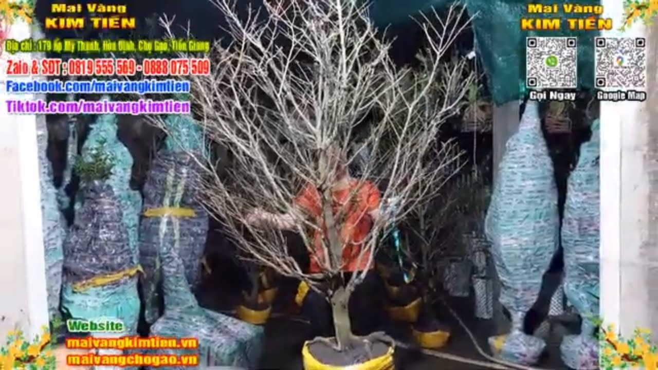 Phôi Mai Thủ Đức Giá Rẻ Bao Ship Bao Sống Toàn Quốc - Mai Vàng Kim Tiền Chợ Gạo