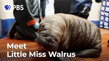 This Tiny Walrus Will Melt Your Heart