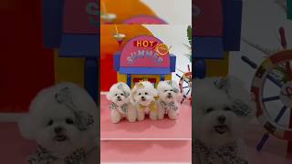Adorable Miniature Poodle puppies being Mischievous: A Cute Video #puppies #shorts #Dog #puppy