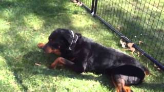 Adopted Rottweiler. Best Dog Ever! We are so happy we made this decision.