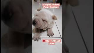 019 - 480 6689 Grace. Shar Pei Puppy Available @Malaysia. Male puppy. 2 month ++.