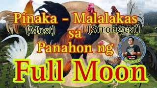 Ang Pinaka - Malakas na Kulay Ng Balahibo tuwing Full Moon/Full Moon Most Strongest Game Fowl screenshot 1