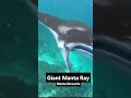 Manta Ray Attack! #mantaray #indonesia #wildlife
