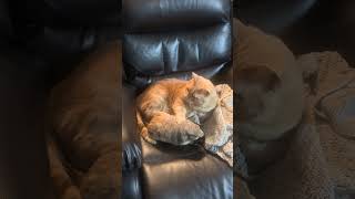 Linen wanted to play but Loraine just wanted to be held🐱🥔 #cat #cats #kitten @lorainetheprairiedog