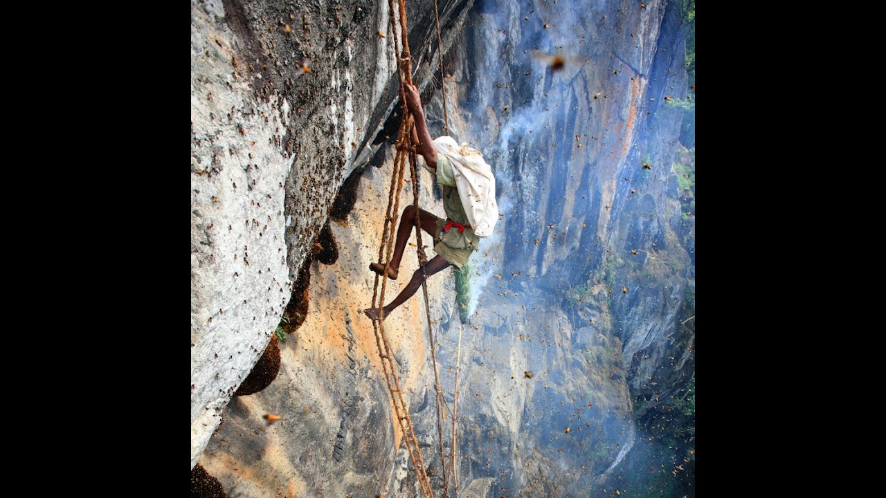 Honey Hunters of the Blue Mountains by Last Forest (Full Movie) - Part 1