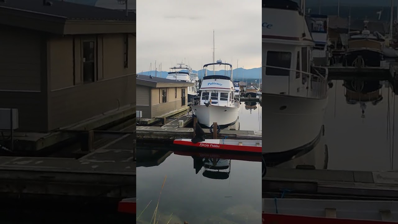 Comox Marina Walk1