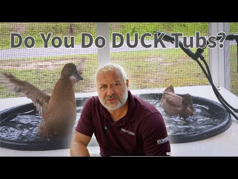 How to Keep Ducks Clean