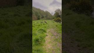 Riverside Walk #4k #walking #nature #derry #naturewalk #4kwalk #asmr #forest #forestwalk  #summer