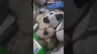 Bubbles the little shoodle dreaming