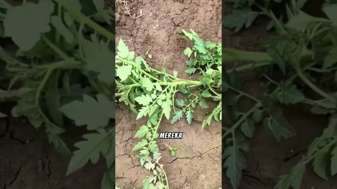 Teknik perundukan tanaman tomat untuk memaksimalkan hasil panen 